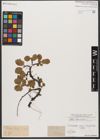 Foto von Salix reticulata L.